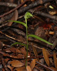 Pterostylis agathicola