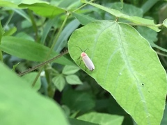 Photinus marginellus