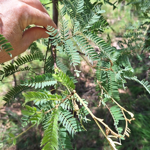 Hickory wattle (Acacia glaucocarpa)
