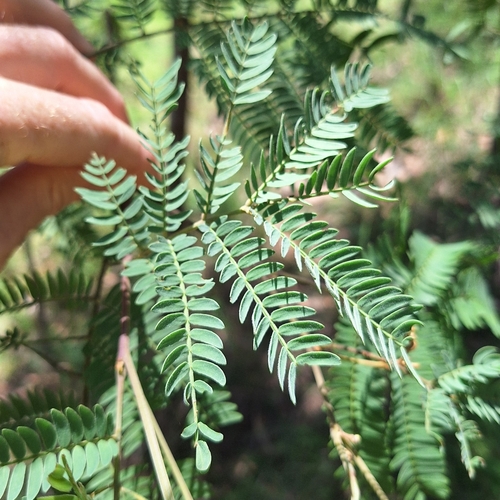 Acacia glaucocarpa, photograph 1