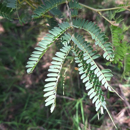 Acacia glaucocarpa, photograph 2