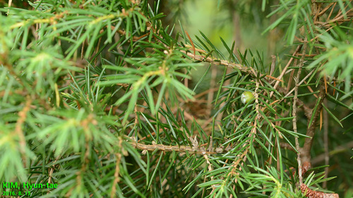temple juniper