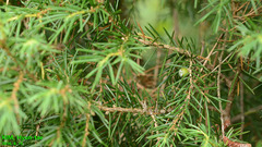 Juniperus rigida