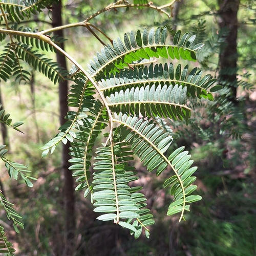 Acacia glaucocarpa, photograph 3