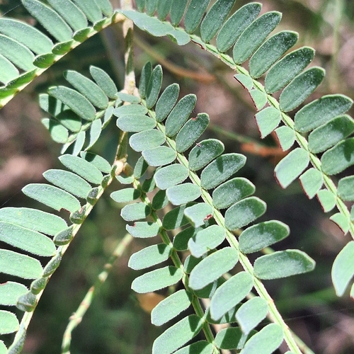 Acacia glaucocarpa, photograph 4