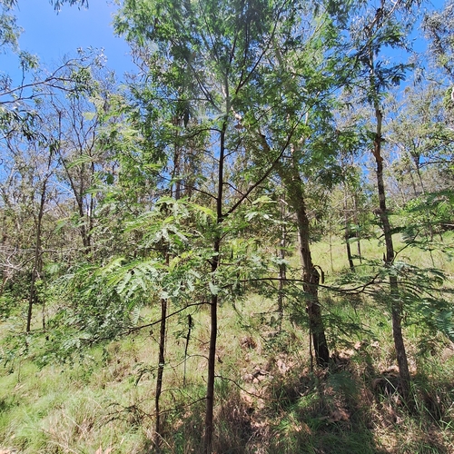 Acacia glaucocarpa, photograph 5
