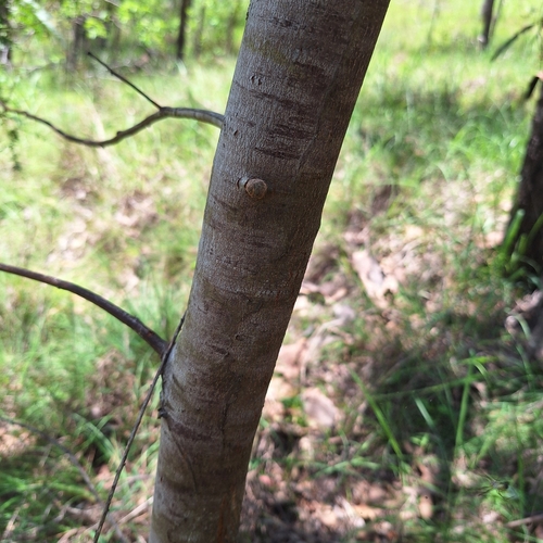 Image of Acacia glaucocarpa by (c) Greg Tasney, some rights reserved (CC BY-SA)