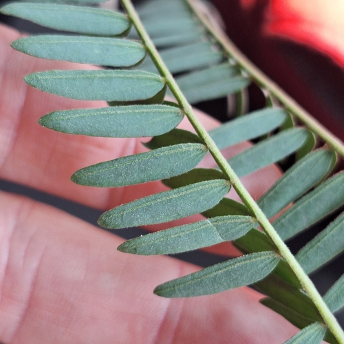 Image of Acacia glaucocarpa by (c) Greg Tasney, some rights reserved (CC BY-SA)