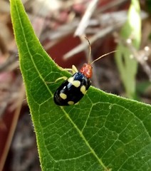 Gynandrobrotica lepida