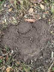 Thomomyini