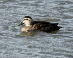 Anas superciliosa