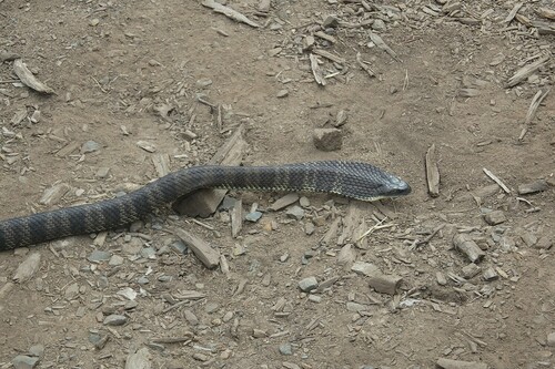 Eastern Tiger Snake sighting