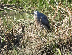 Egretta novaehollandiae
