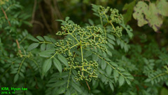 Zanthoxylum schinifolium