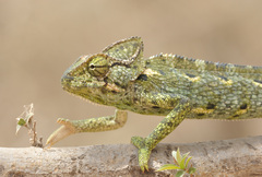 Arabian Chameleon photo 4