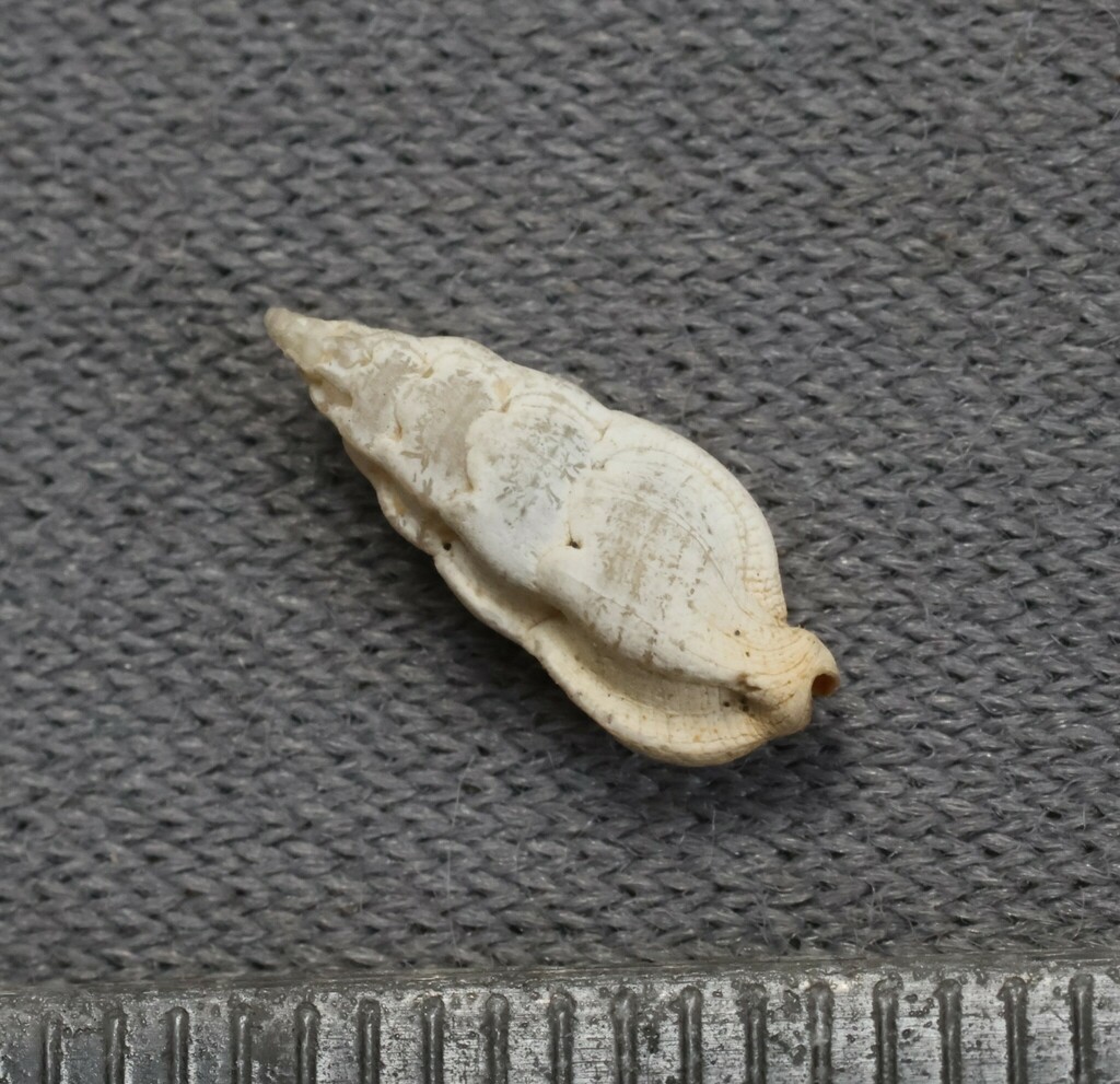 Aspella Pyramidalis From Galera Ecuador On February 19 2000 By Aspella Pyramidalis From Galera Ecuador On February 19 2000 By