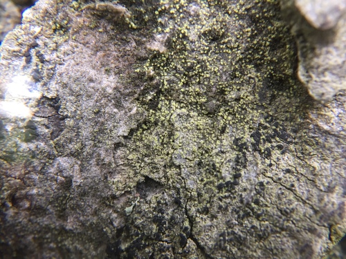 Representative image of Coppinsiella