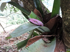 Aechmea castelnavii