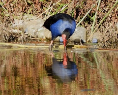 Porphyrio melanotus