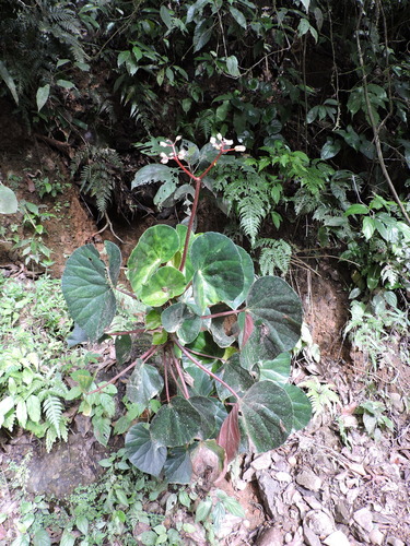Begonia (Begonia multinervia)
