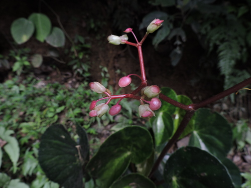 Image of Begonia multinervia by (c) Fabrício Mil Homens Riella, some rights reserved (CC BY)