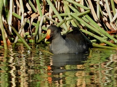 Gallinula tenebrosa