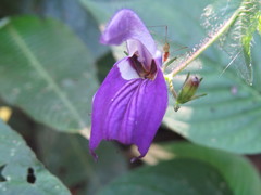 Brillantaisia lamium