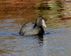 Fulica atra australis