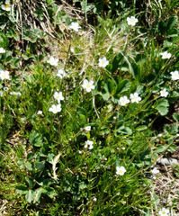 Eremogone capillaris