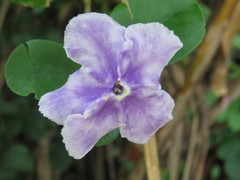 Brunfelsia uniflora
