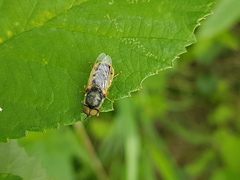 Odontomyia ornata