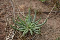 Phemeranthus palmeri