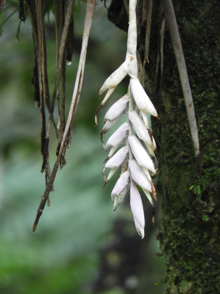 Vriesea guttata: Complete Bromeliad Growing Guide for Enthusiasts & Co ...