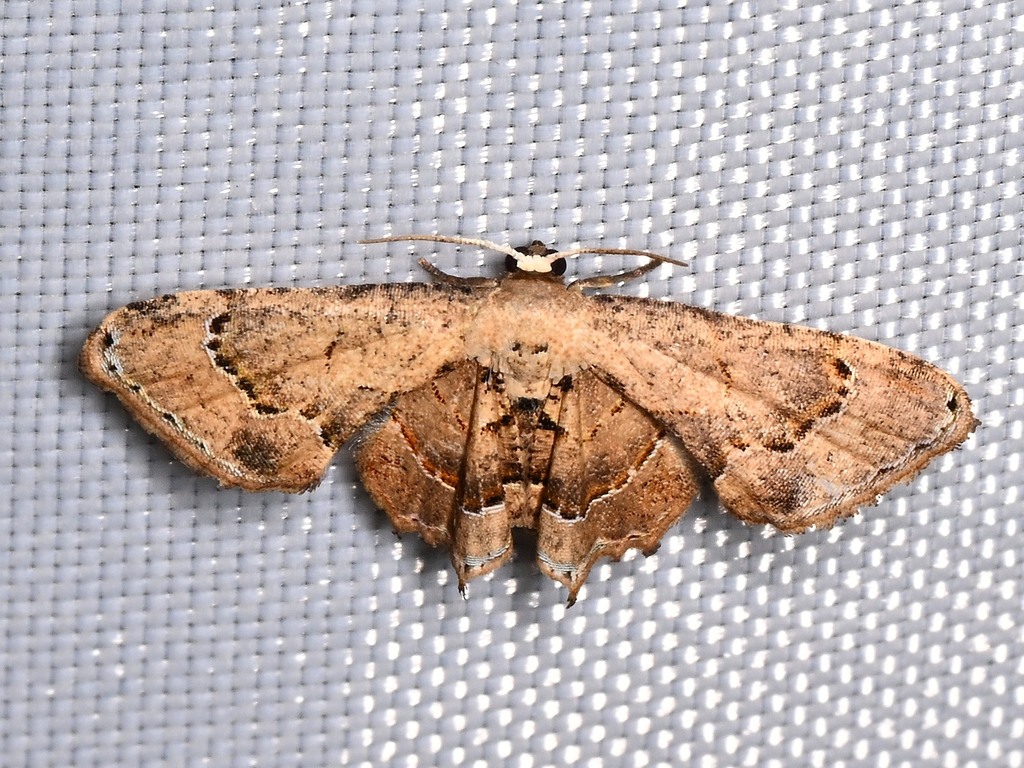 Antiplecta triangularis