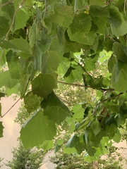 Platanus occidentalis