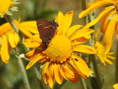 Callophrys spinetorum