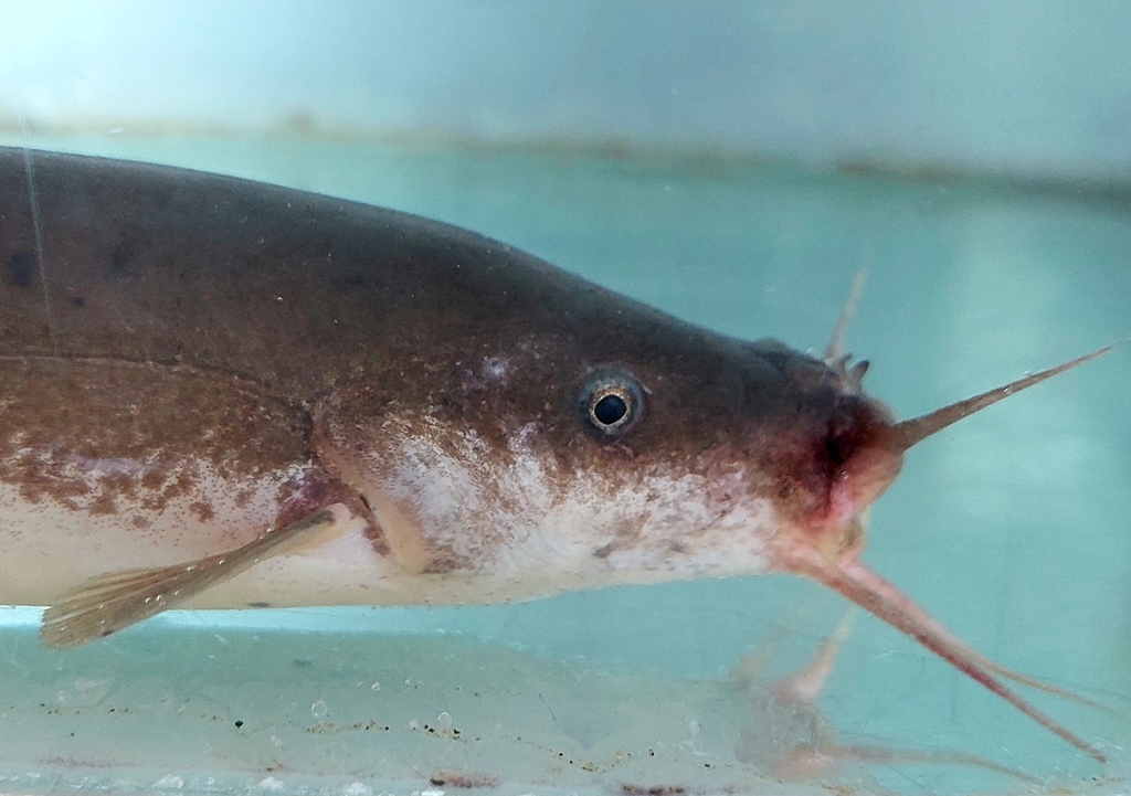 Electric Catfish