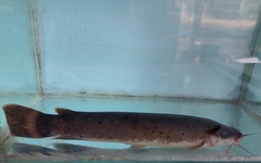 Electric Catfish photo 2