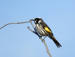 Phylidonyris novaehollandiae