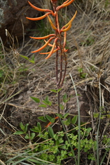 Erythrina leptorhiza