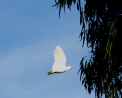Cacatua galerita