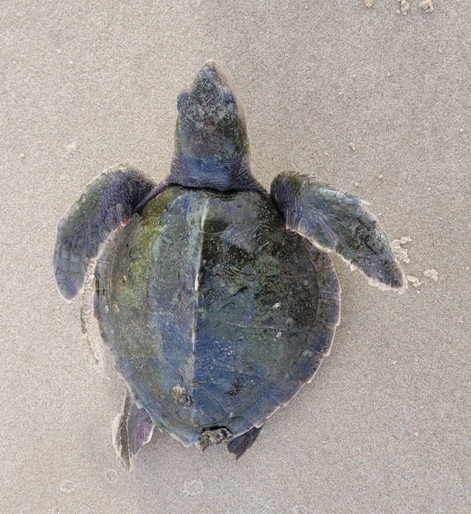 Photo of Kemp's Ridley Sea Turtle (Lepidochelys kempii)