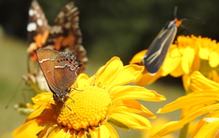 Callophrys spinetorum