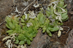 Sedum glabrum
