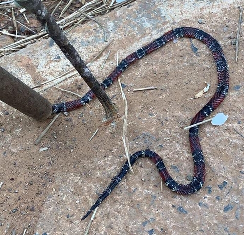 Photo of a Santander Coral Snake (Micrurus sangilensis)