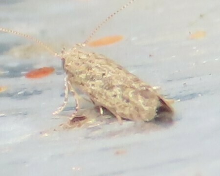 Eggplant Leafminer Moth