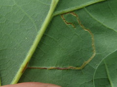 Neurobathra strigifinitella