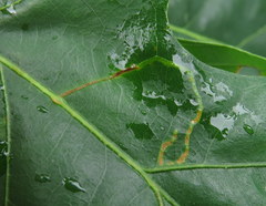 Neurobathra strigifinitella
