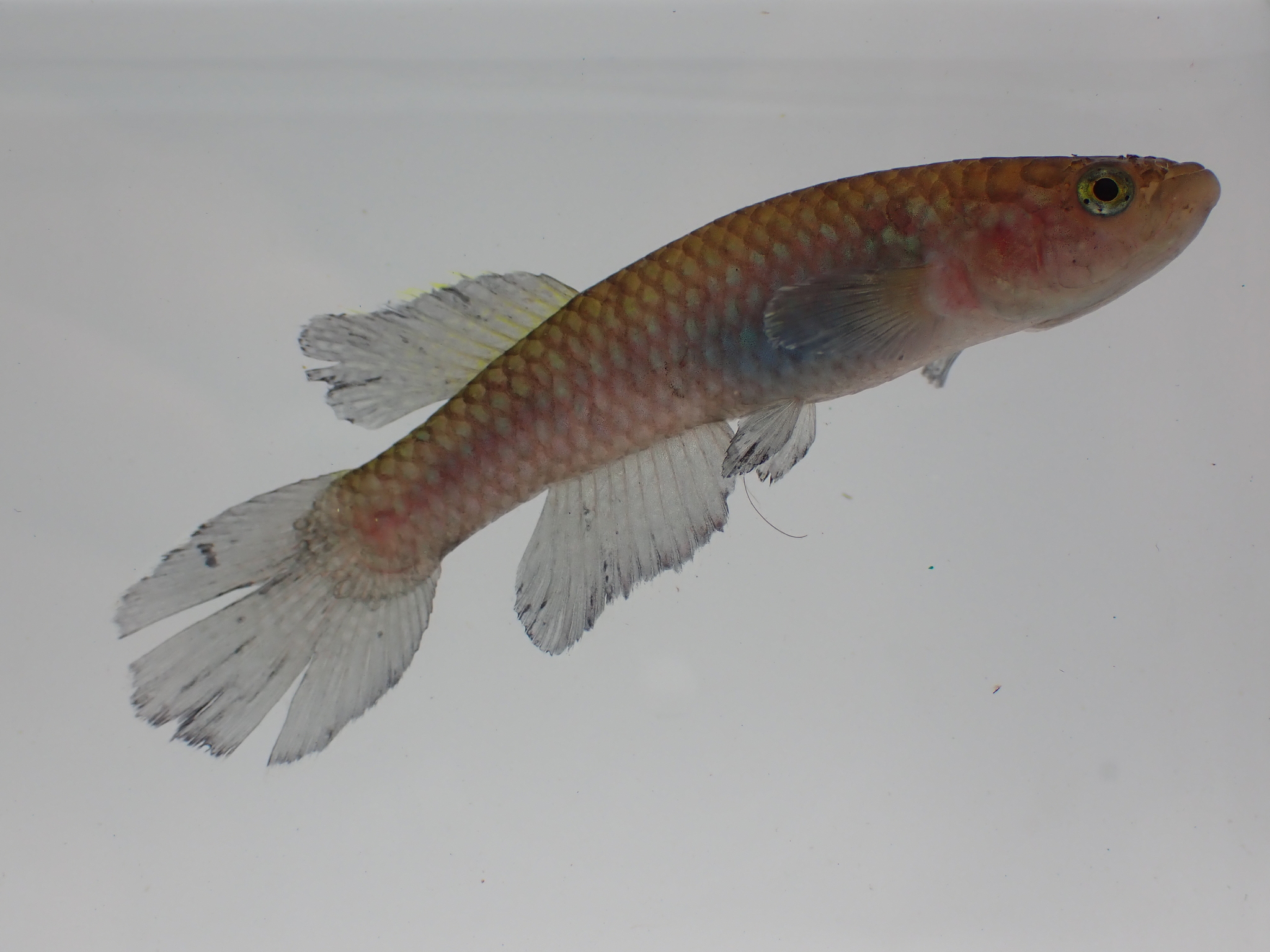 Nimbapanchax maeseni