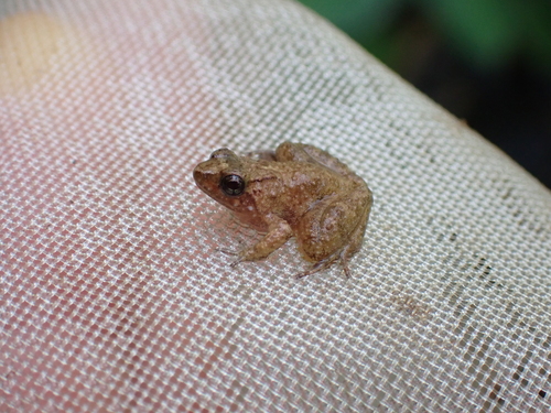 Tokba River Frog